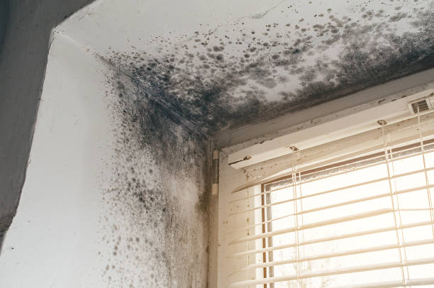 Affordable Mold Remediation solutions in Linden, NC